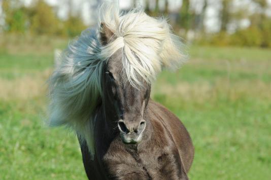 Make friends with an Icelandic pony
