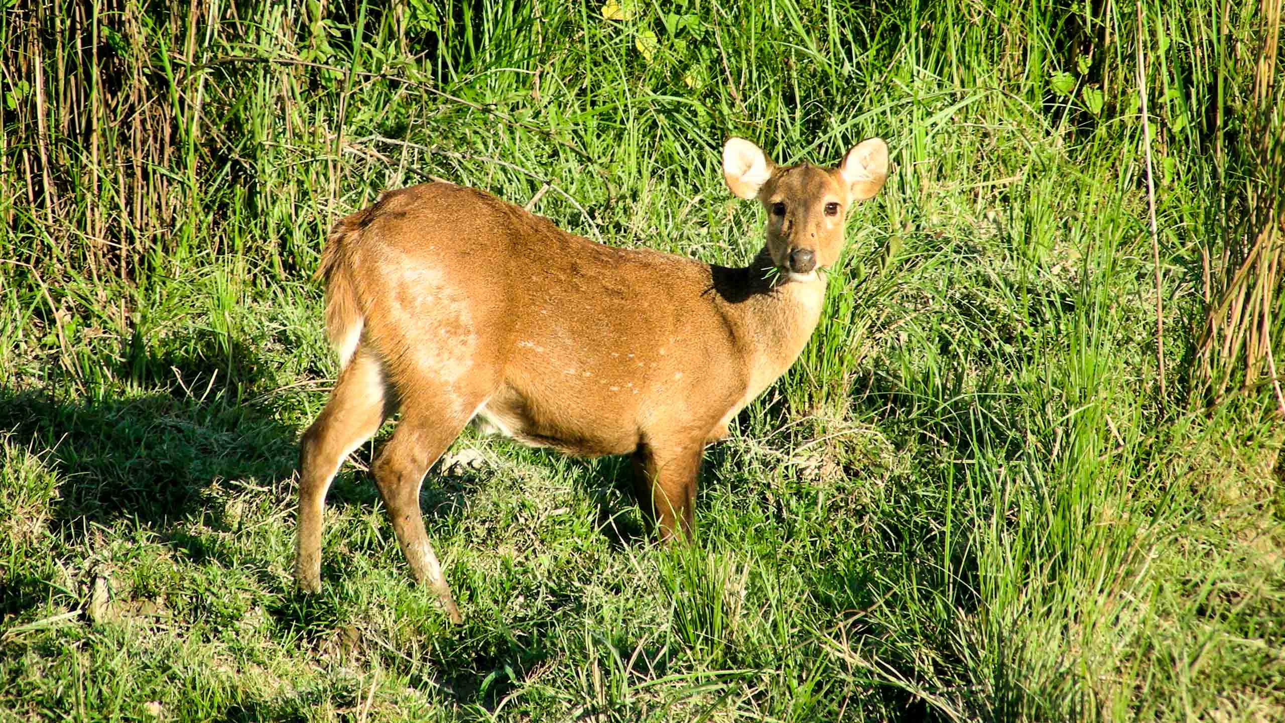 India deer eats grass
