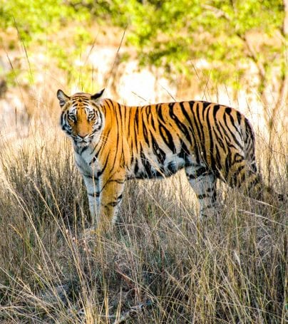 Indian tiger stands in grass