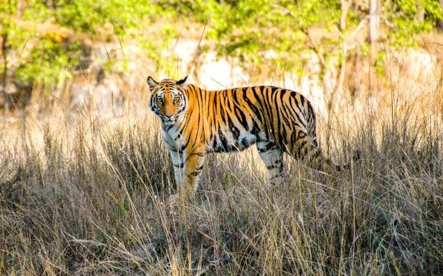 Indian tiger stands in grass