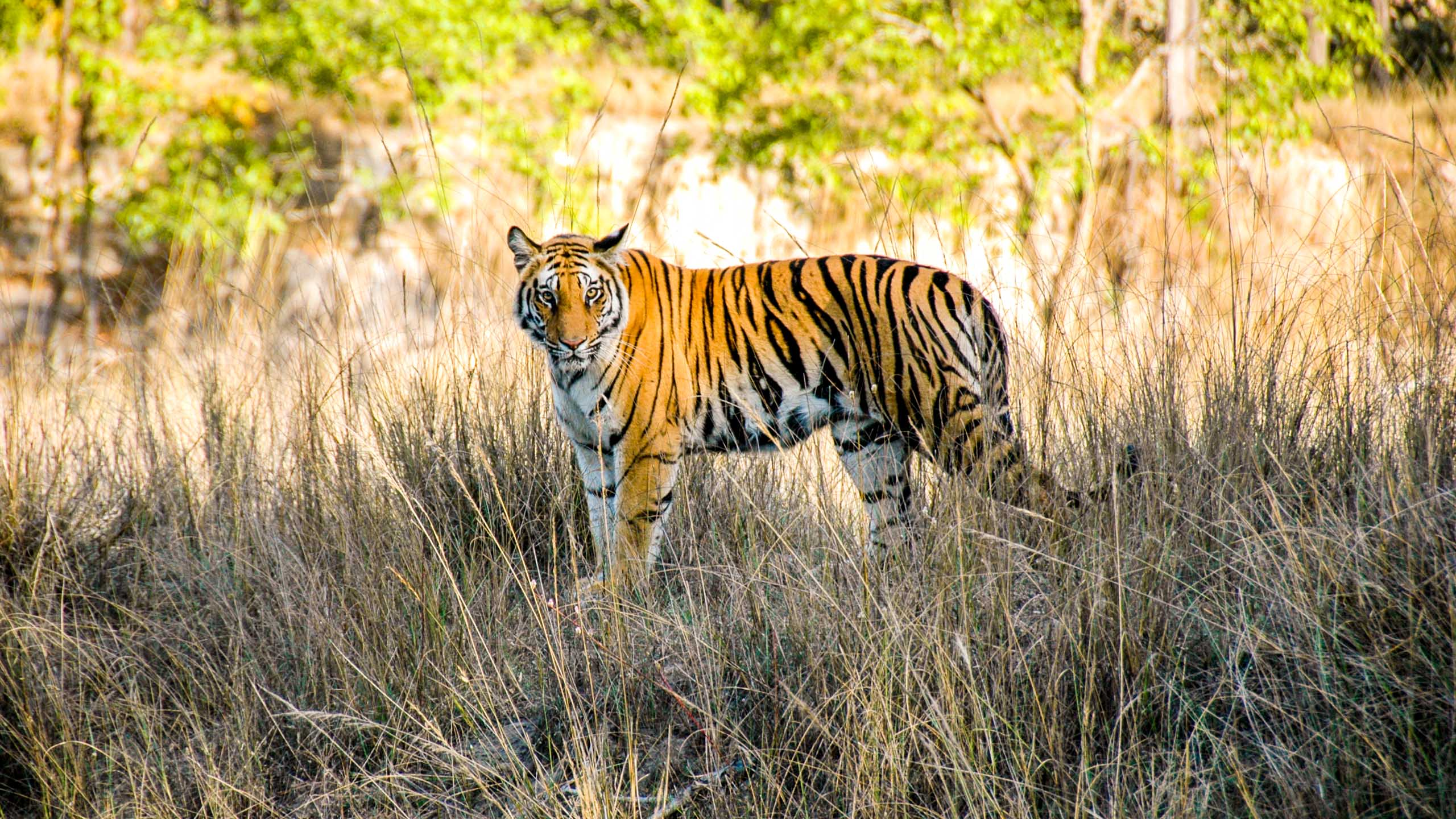 Indian tiger stands in grass