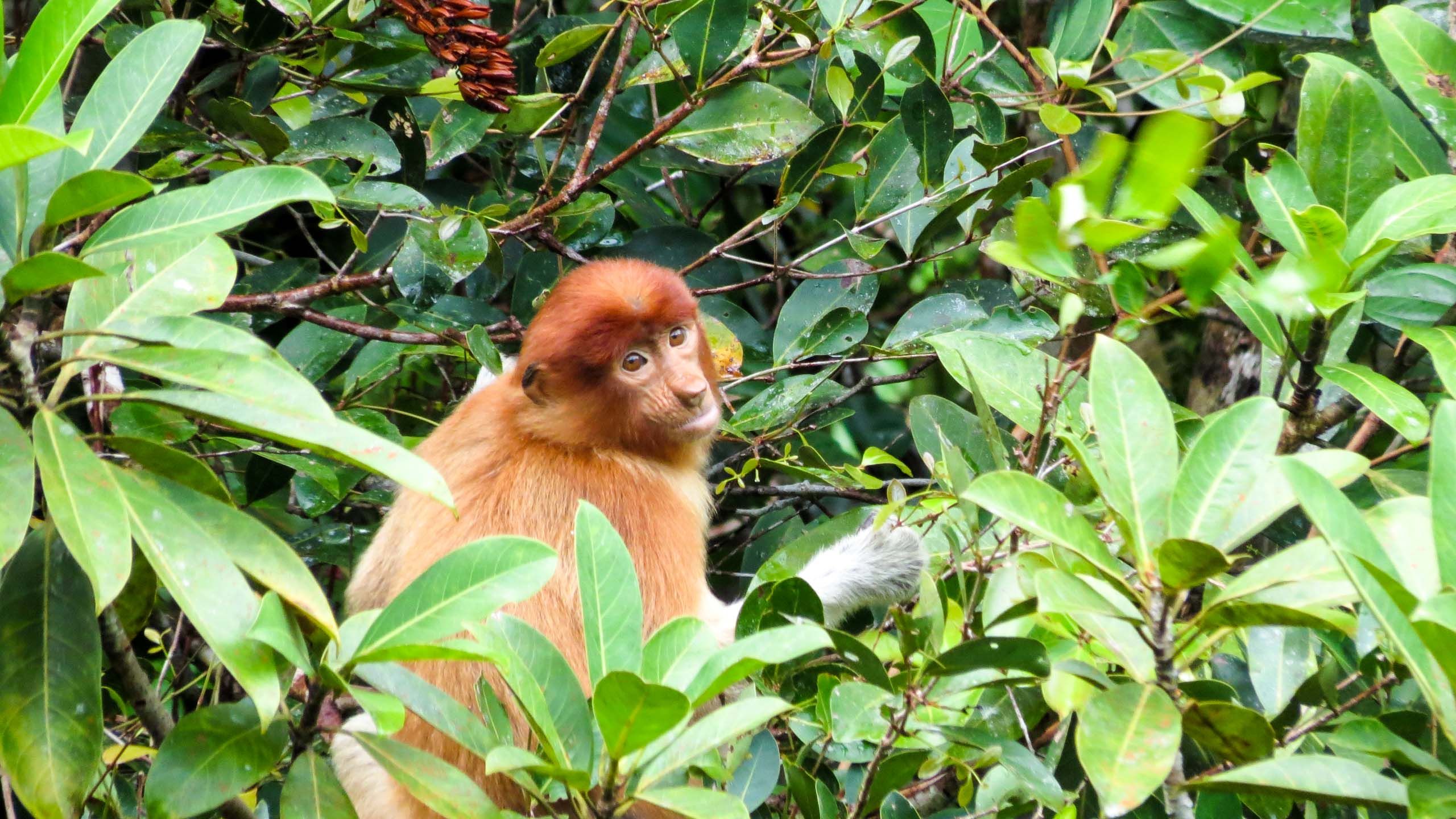 Monkey sits in leaves in Indonesia