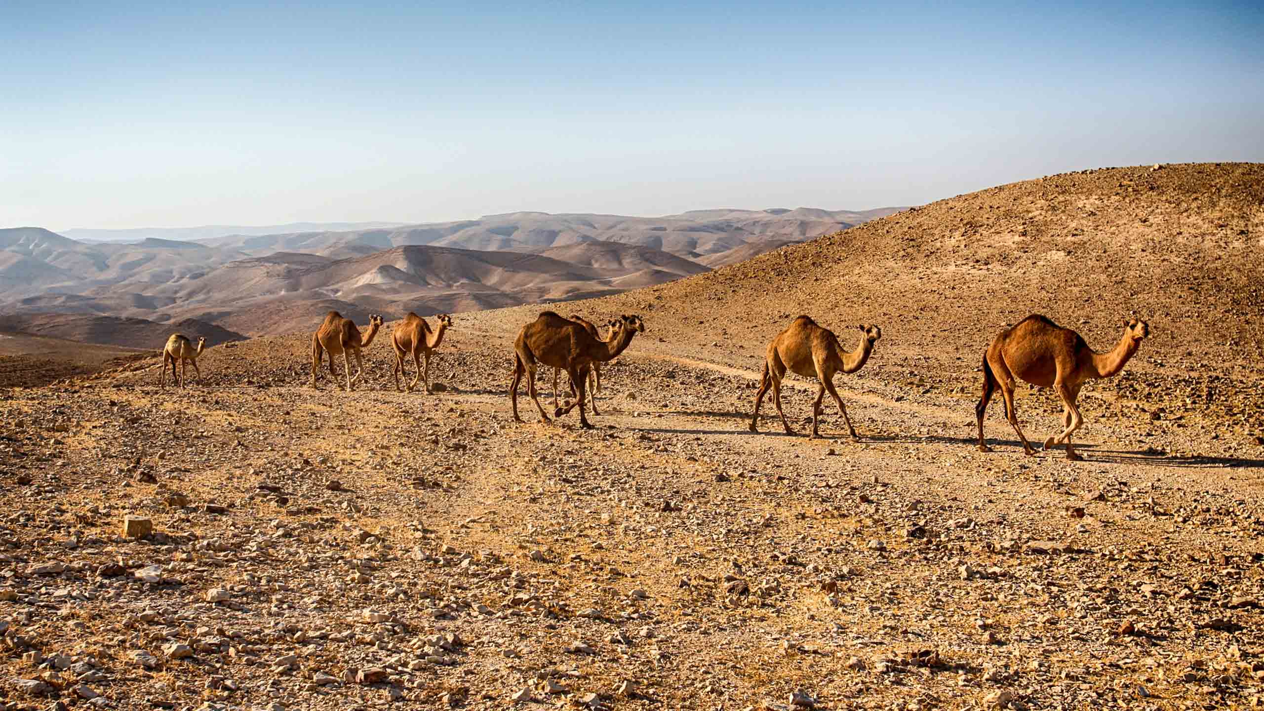 Camels walk in a line in Israel desert