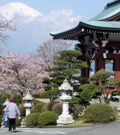 Japanese temple and cherry blossoms