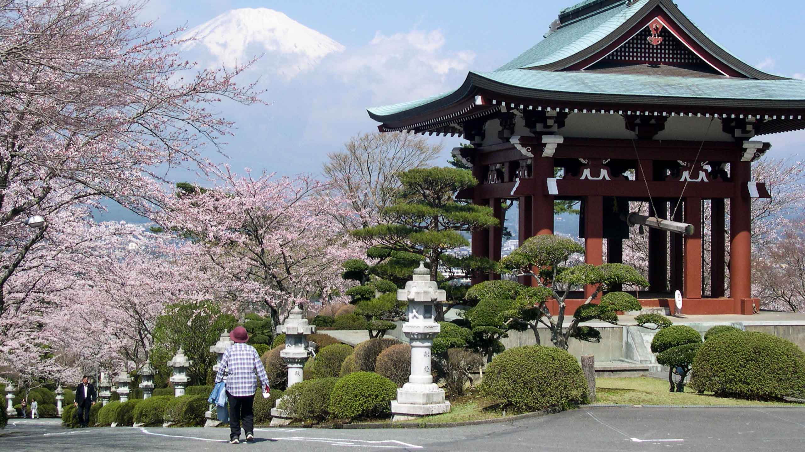 Japanese temple and cherry blossoms