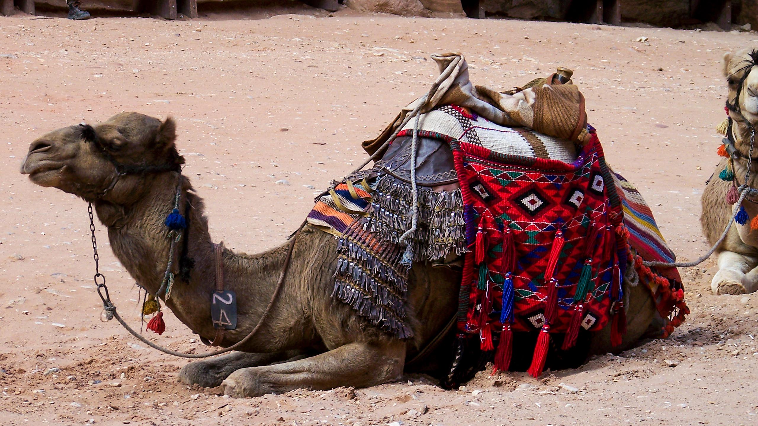 Camel resting in Jordan desert