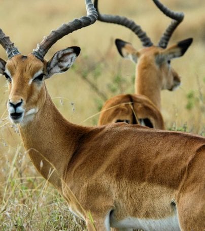 Close up of antelope in Kenya