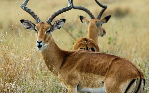 Close up of antelope in Kenya