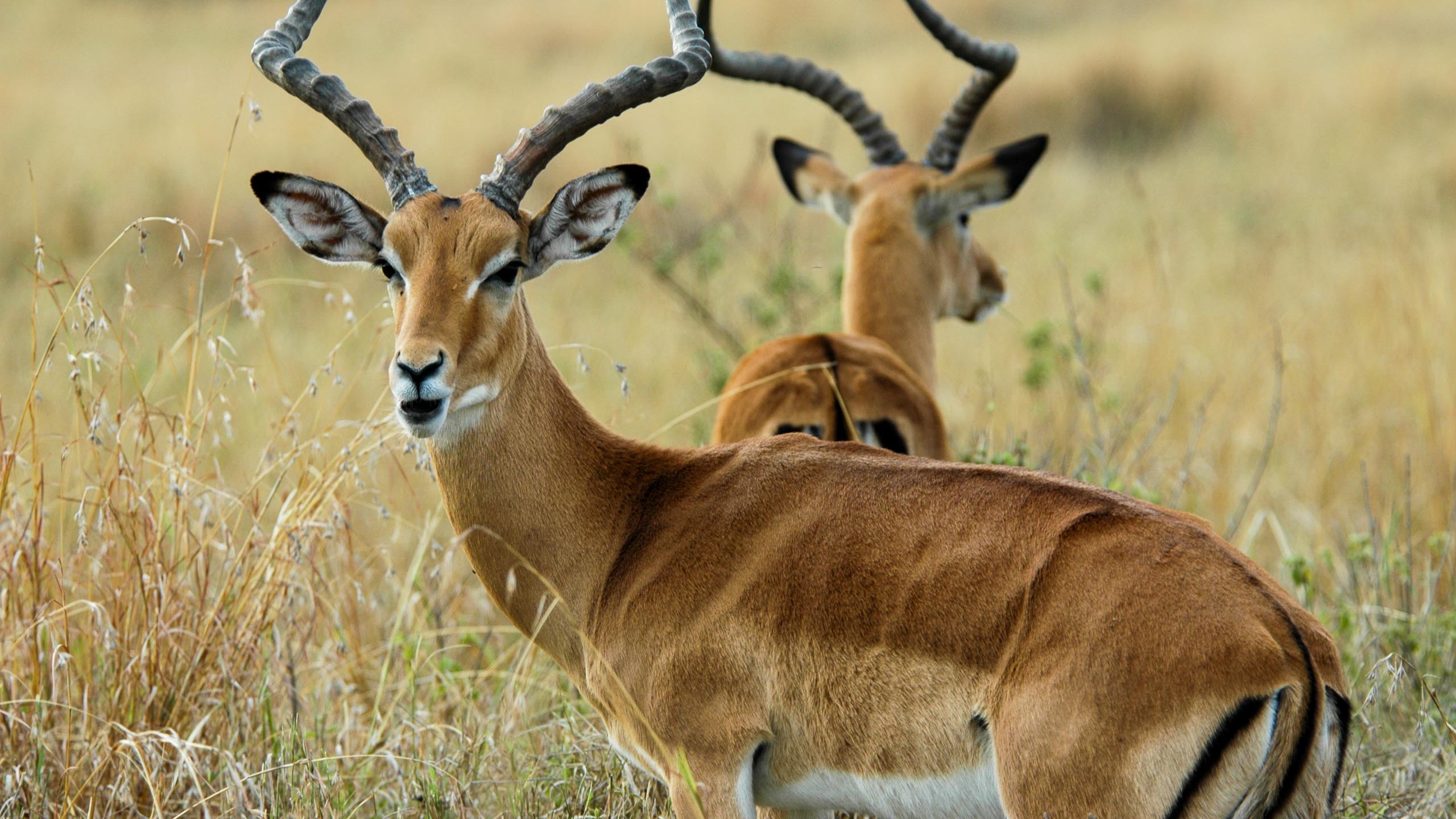 Close up of antelope in Kenya