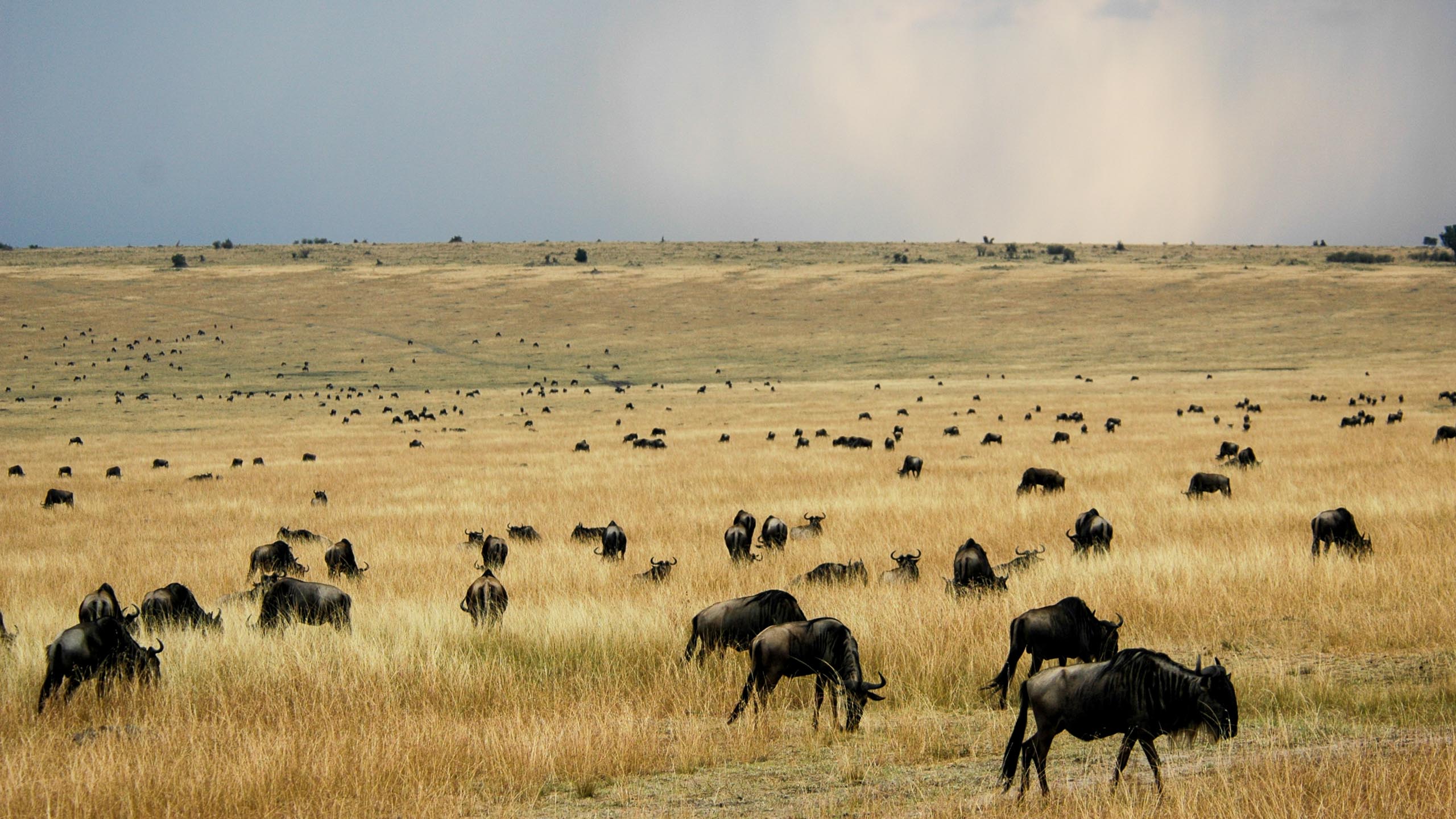 Herd of buffalo in Kenya