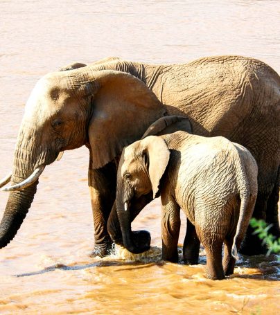 African elephants in water in Kenya