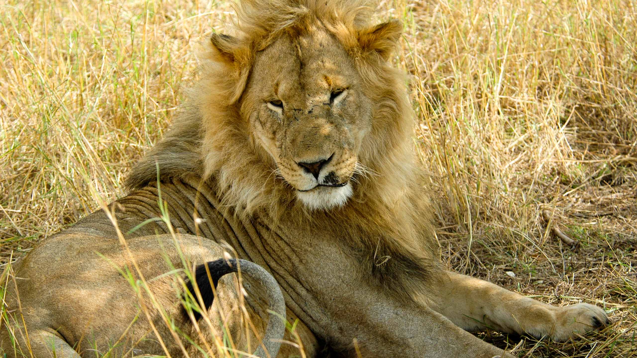 Lion in Kenya