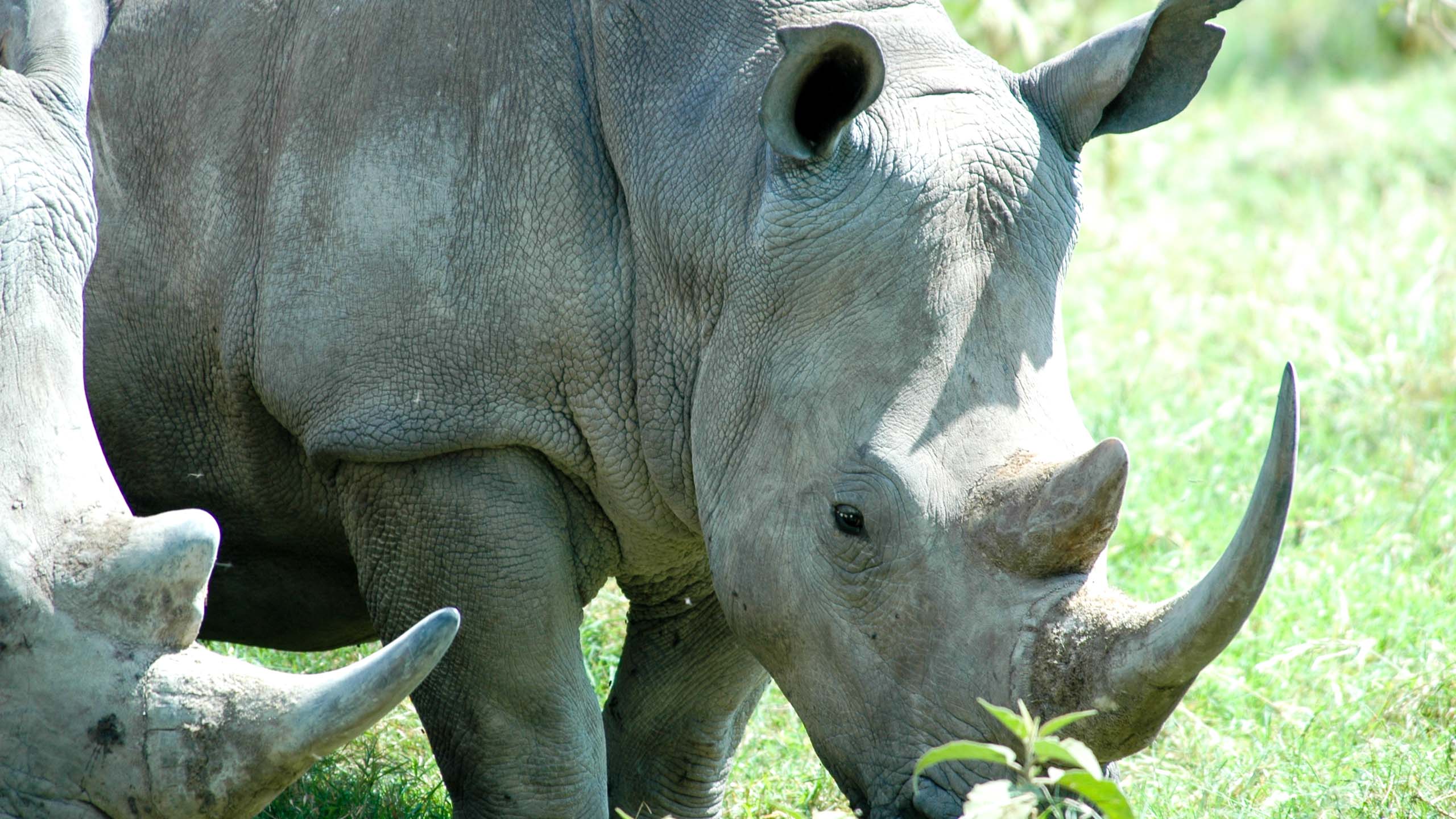 Rhino in Kenya
