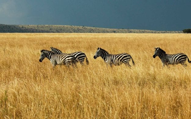 Zebra herd on Kenya fields