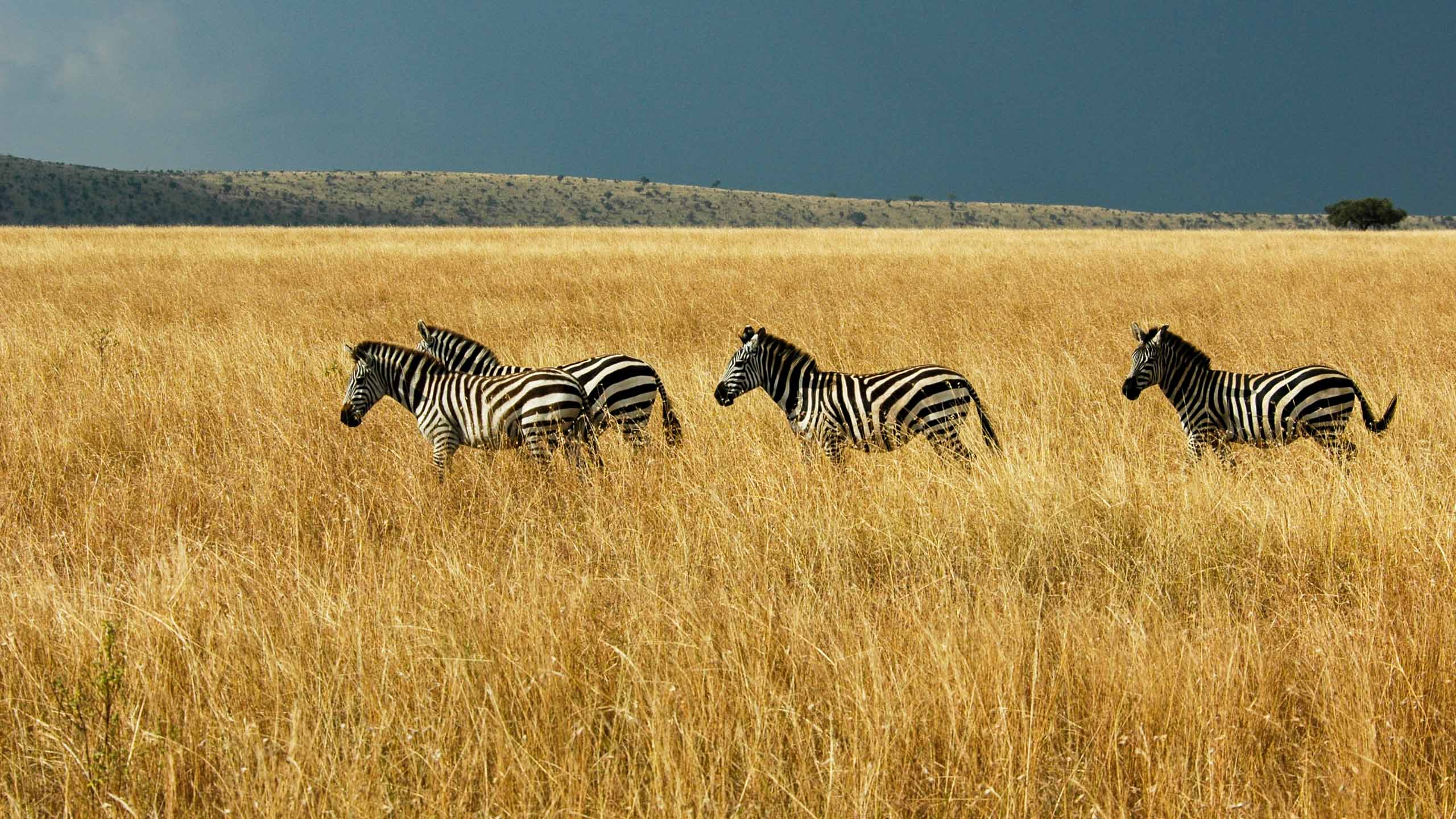 Zebra herd on Kenya fields