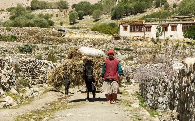 Farmer and mule walk through Ladakh farmlands