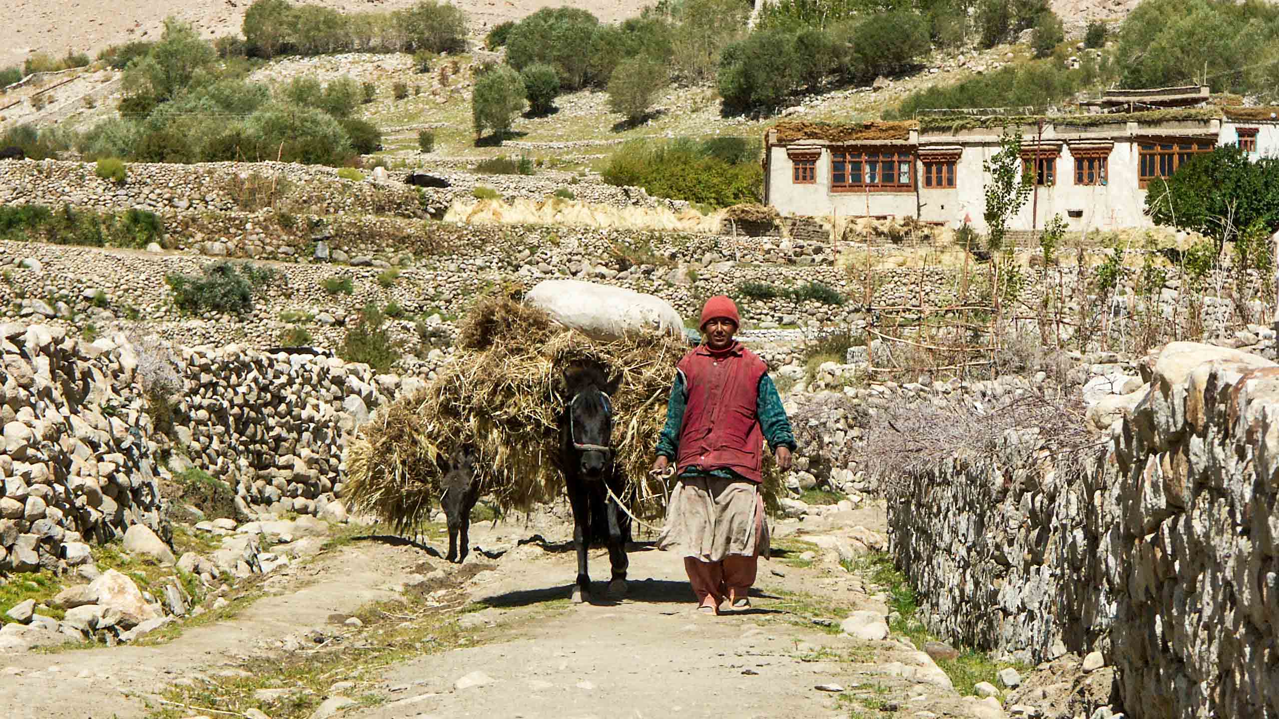 Farmer and mule walk through Ladakh farmlands