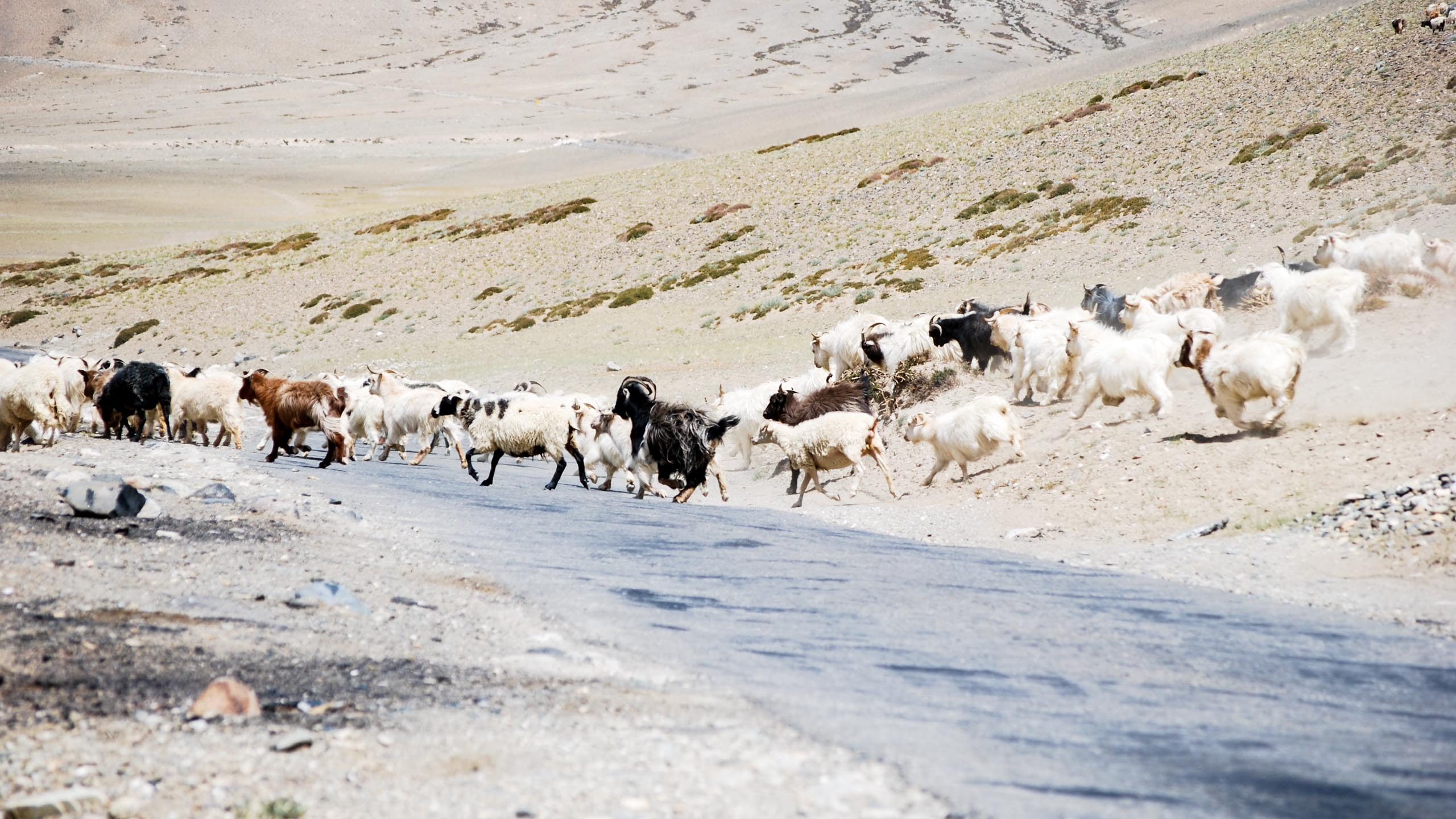 Herd of animals cross the road in Ladakh