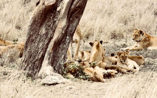 Lions rest under tree in Serengeti National Park