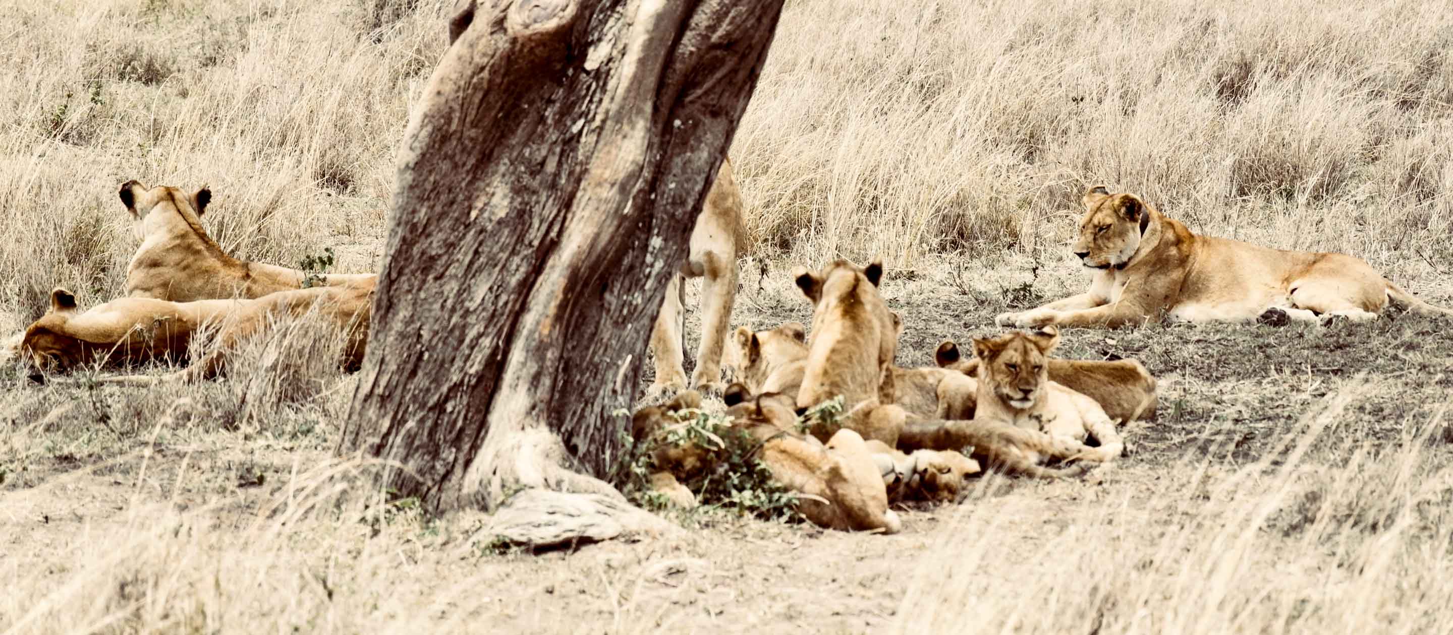 Lions rest under tree in Serengeti National Park