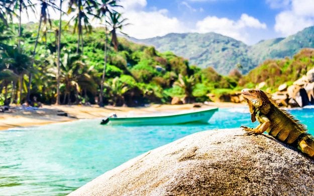 Lizard on beach rock in Tayrona National Park, Colombia