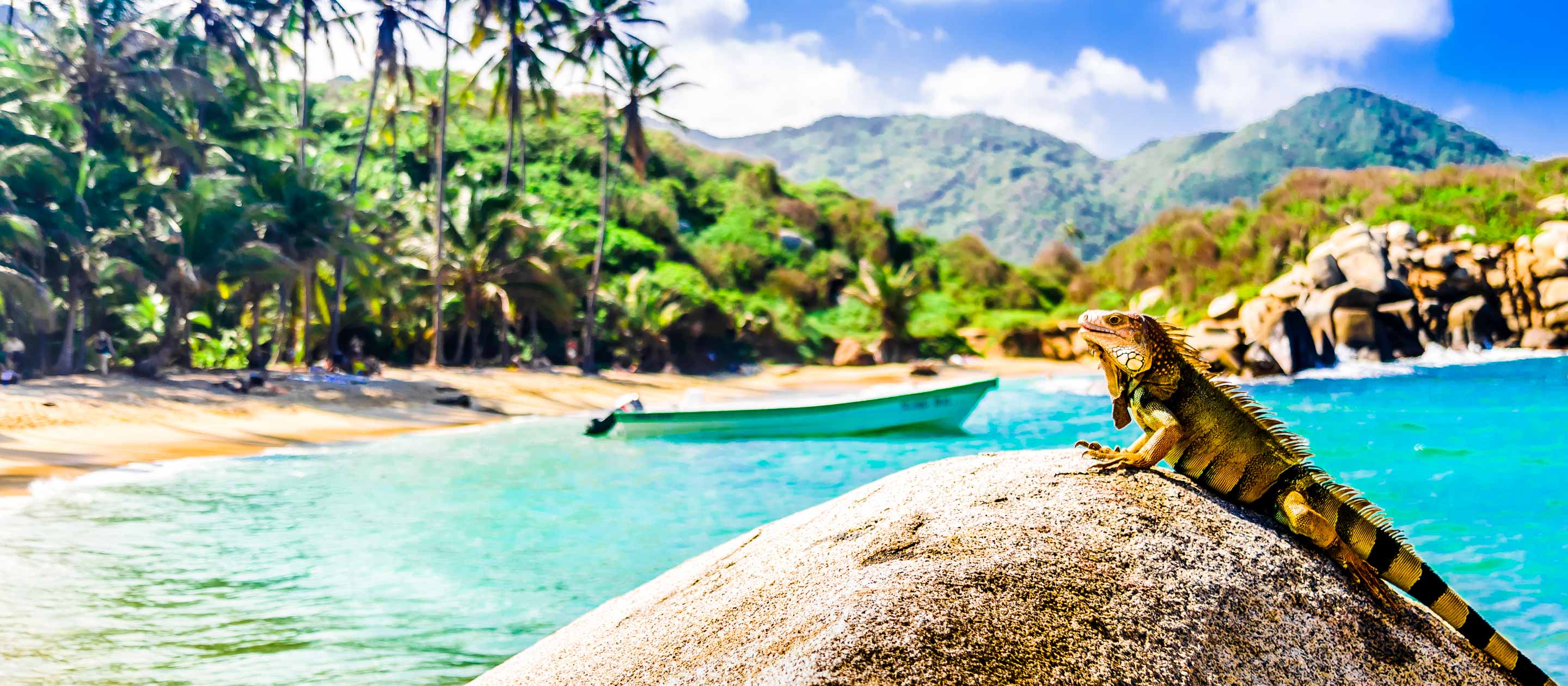 Lizard on beach rock in Tayrona National Park, Colombia