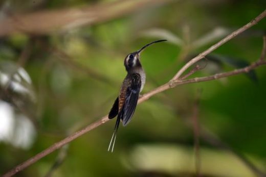 You may spot the Long Billed Hermit.