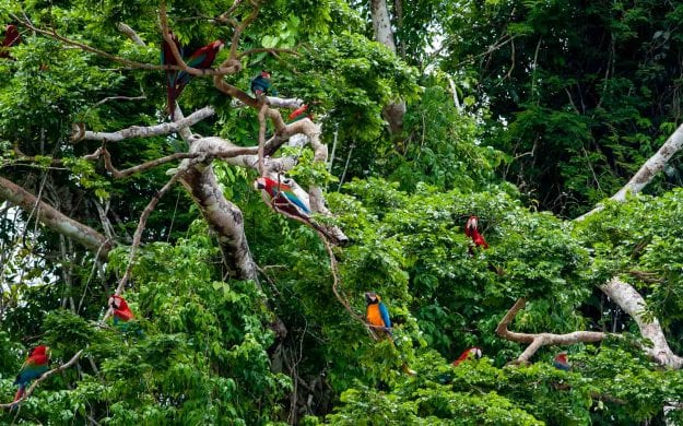 Macaws in a tree in Tambopata National Reserve, Peru