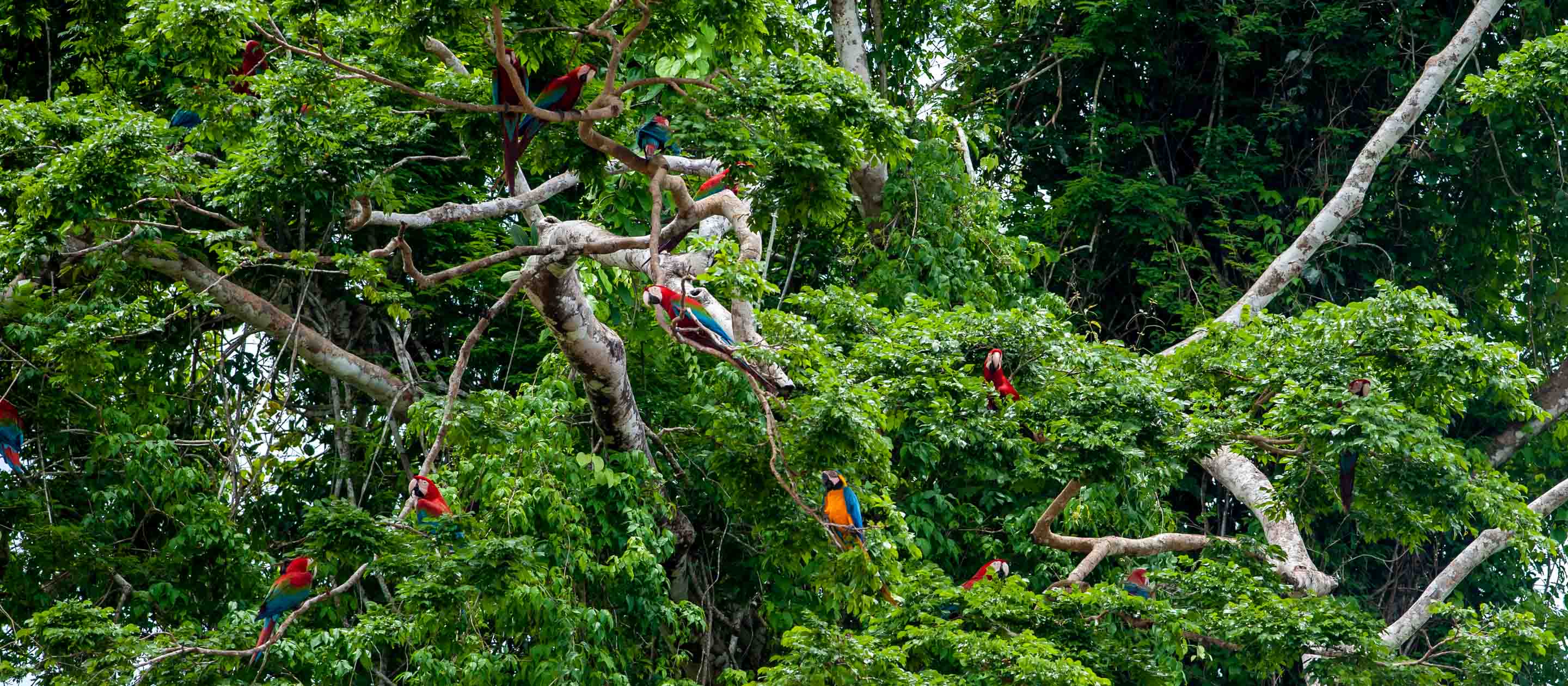 Macaws in a tree in Tambopata National Reserve, Peru