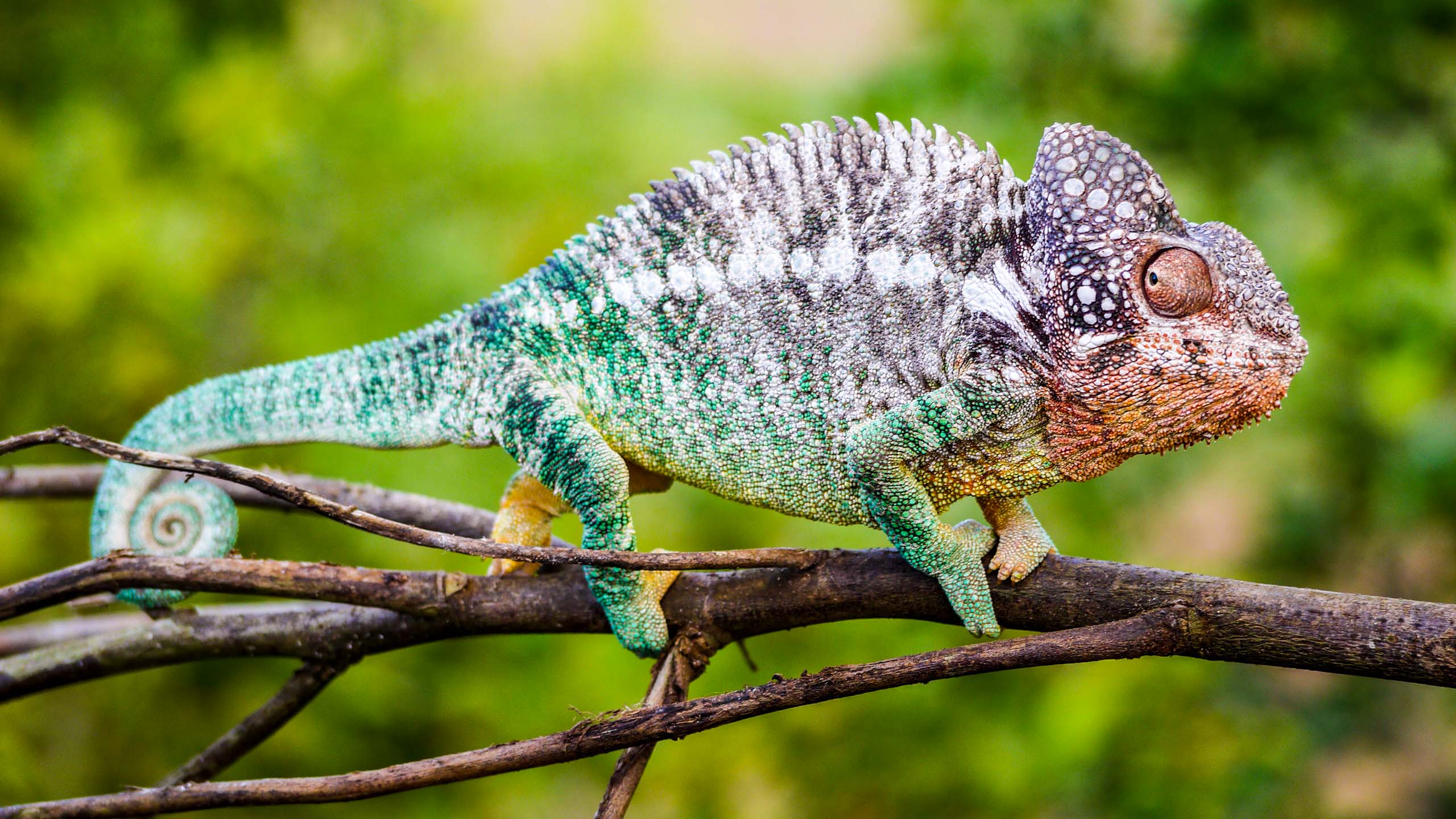 Chameleon sits on branch in Madagascar