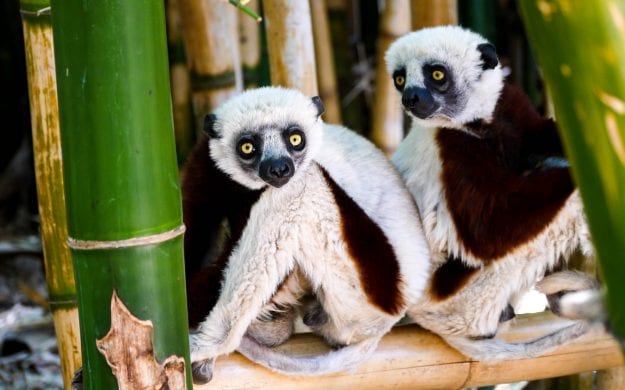 Lemurs sit beneath bamboo in Madagascar