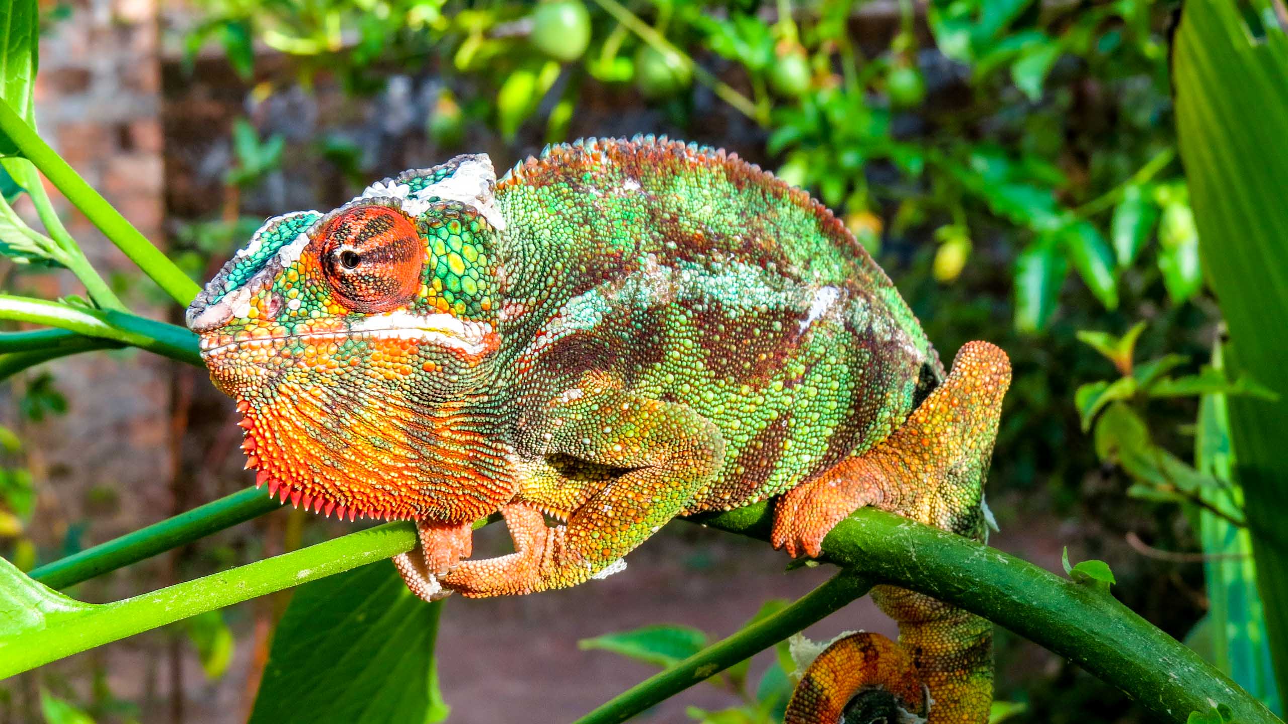 Colorful lizard sits on plant in Madagascar