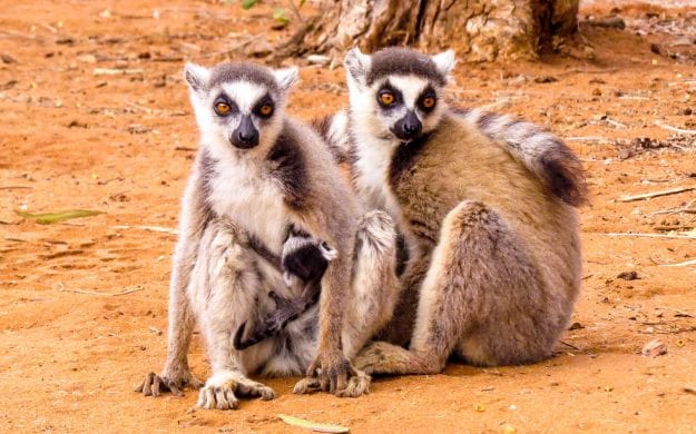 Lemur family in Madagascar