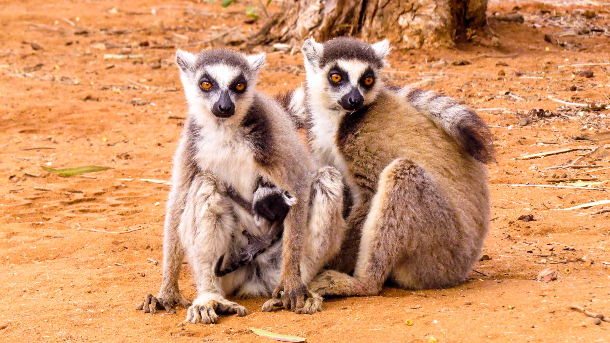 Lemur family in Madagascar