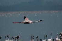 Lake Nakuru is home to many pink flamingos