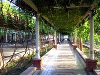 Turpan street shaded by trellised grapevines