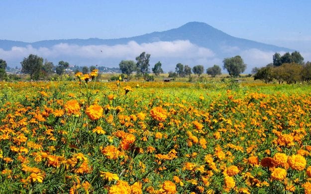 Field of orange flowers in Mexico