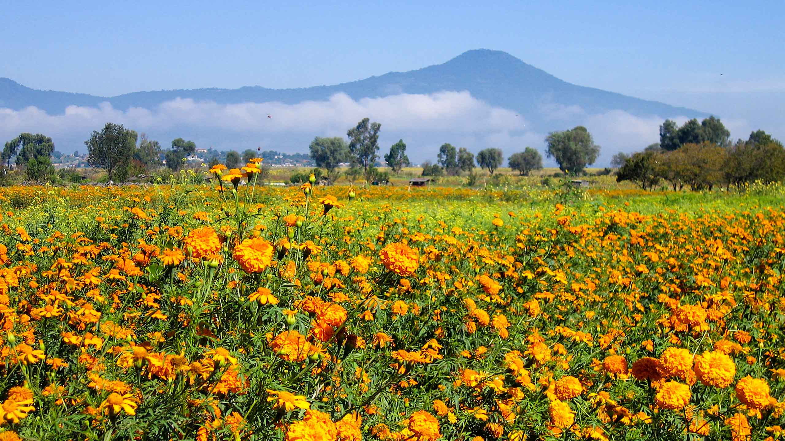 Field of orange flowers in Mexico