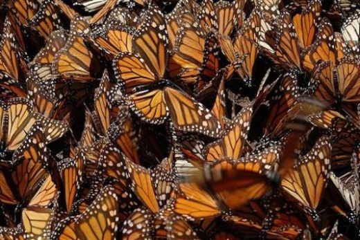 The migration of Monarch Butterflies