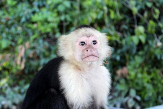 White-faced capuchins are one of four monkeys in Costa Rica