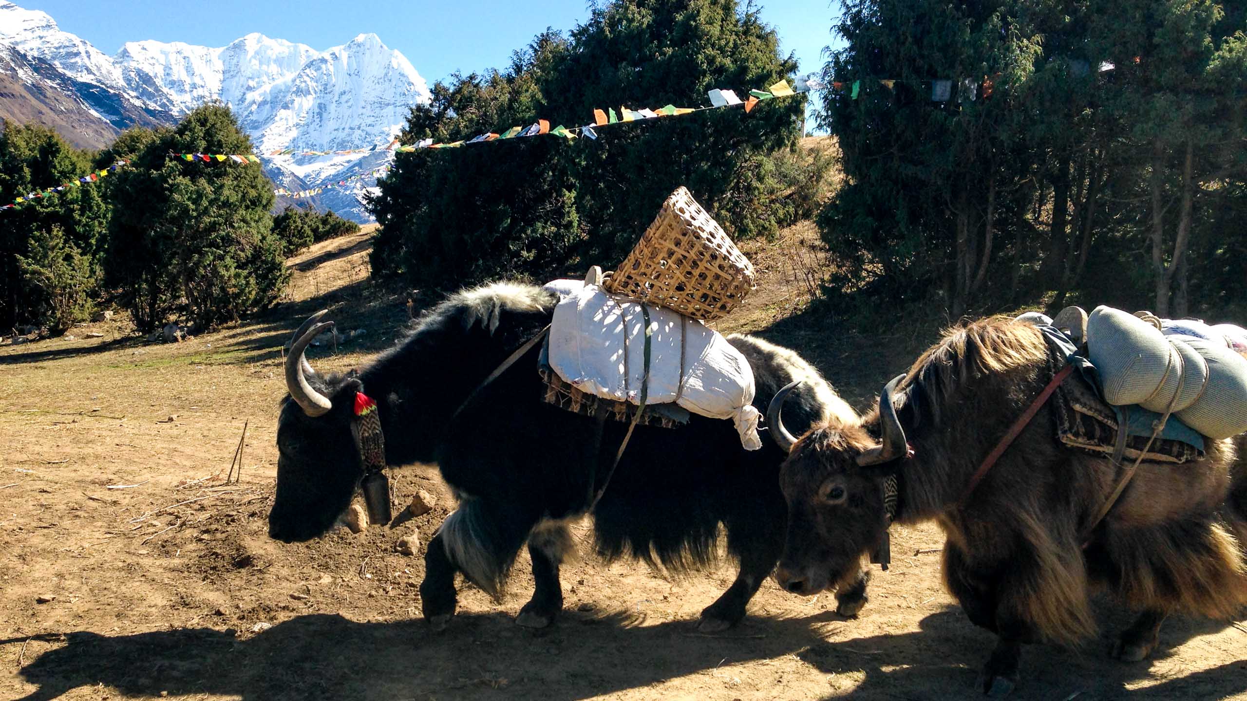 Pack yaks assist on Everest hiking trip