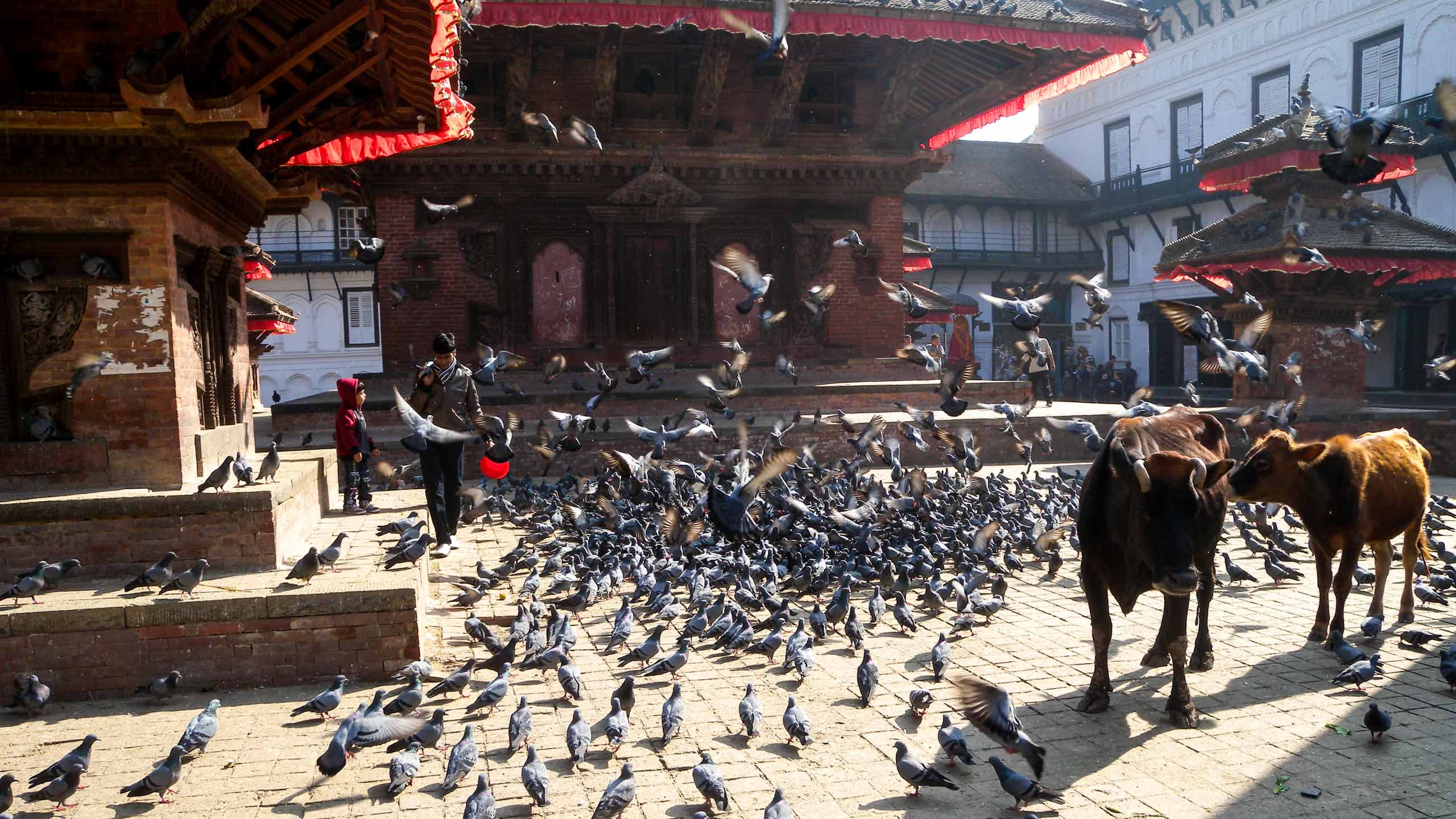 Two cows and flock of birds in Nepal town square