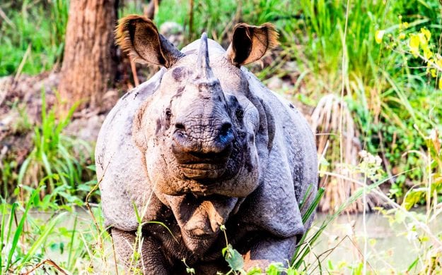 A one-horned rhinoceros in Chitwan National Park, Nepal