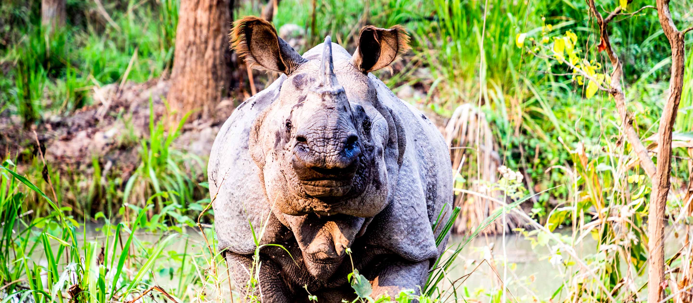 A one-horned rhinoceros in Chitwan National Park, Nepal