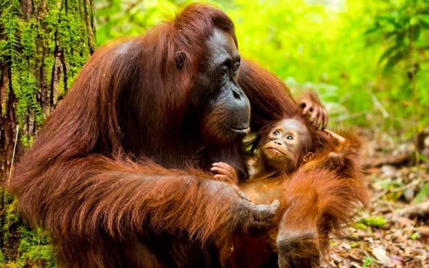 Mother and baby orangutan in Indonesia