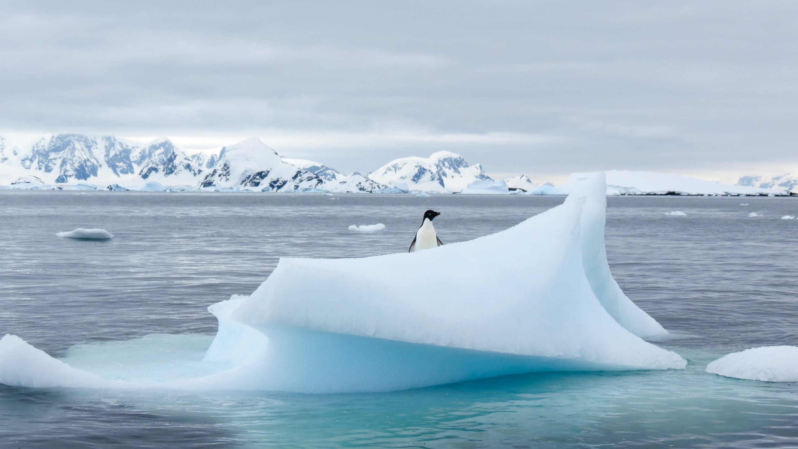 Penguin looks from iceberg