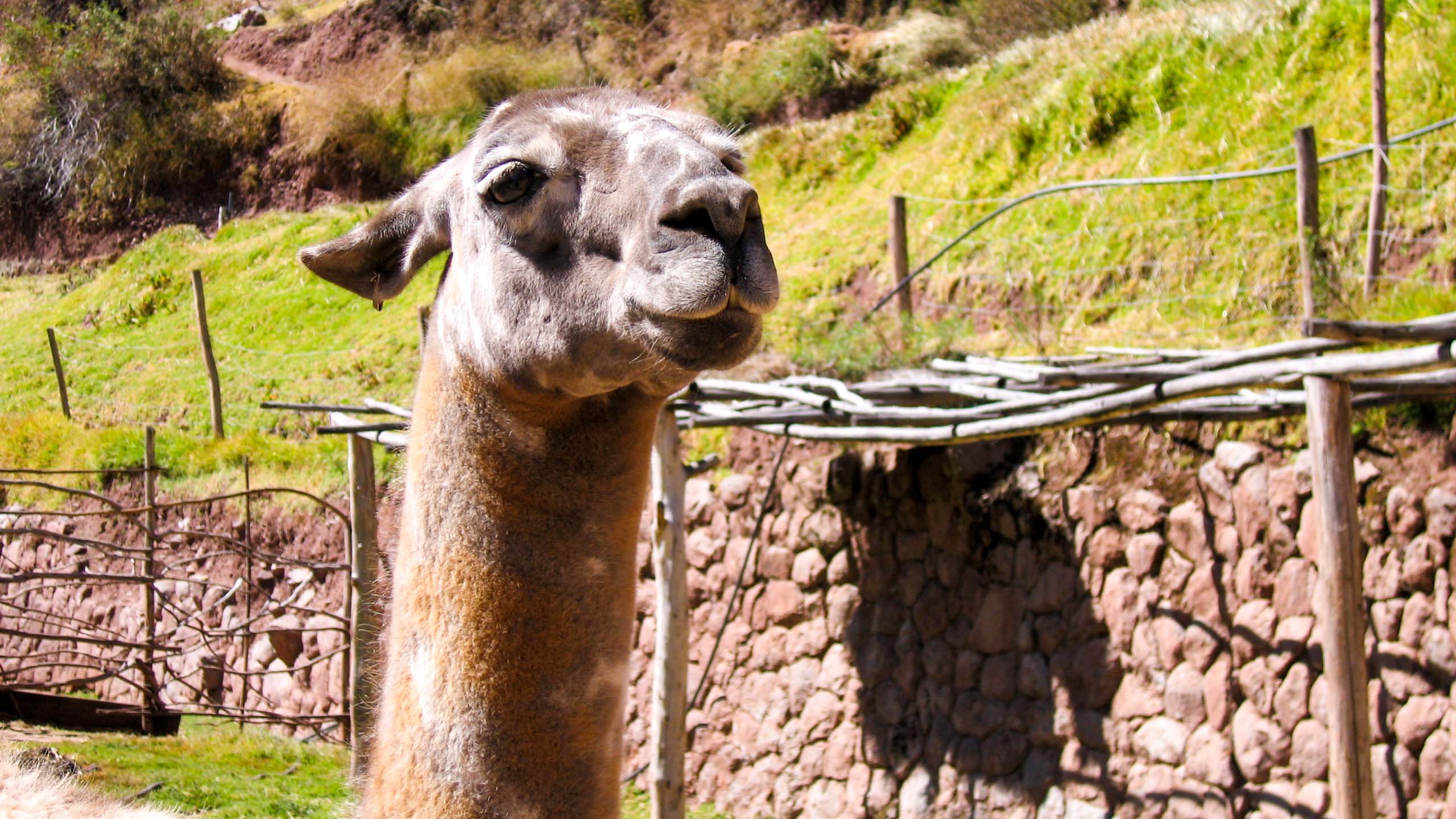 Close up of Peru alpaca