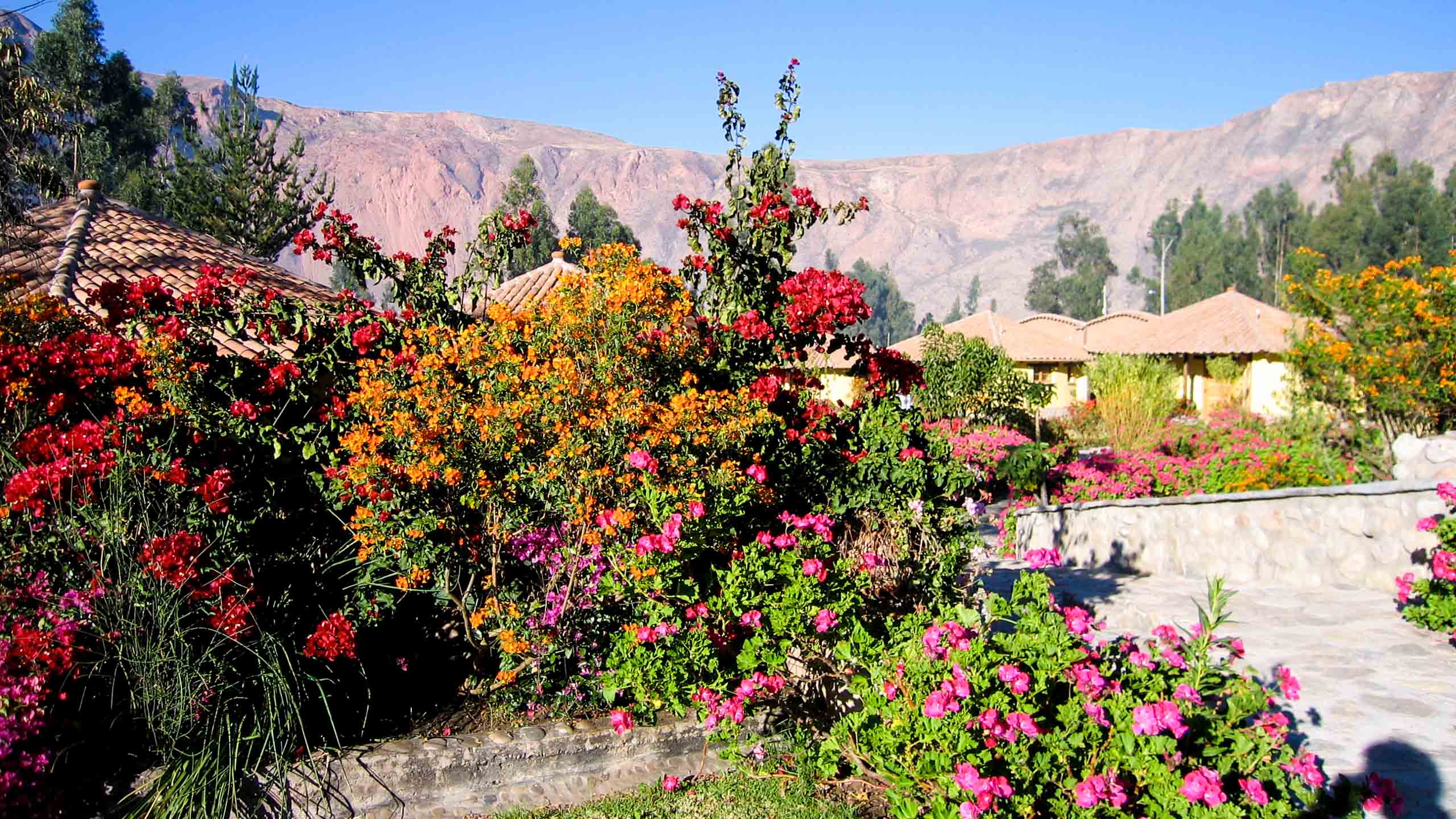 Flowers near mountain lodges in Peru