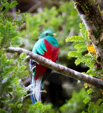 quetzal bird