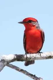 The Vermilion Flycatcher is just one of the bright
